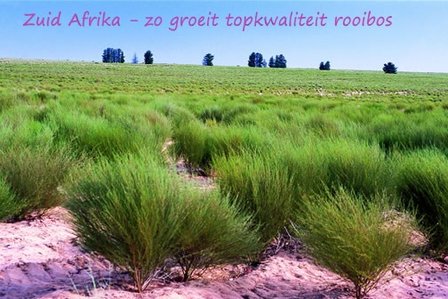 Rooibos  - Voor 20 koppen of glazen - Superaanbieding van &euro; 3,95 voor &euro; 1,29